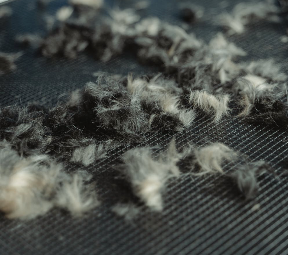 Professional Pet Grooming vs. DIY
