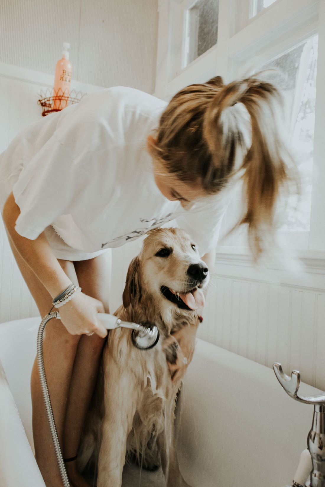 How to Safely Groom Older Dogs