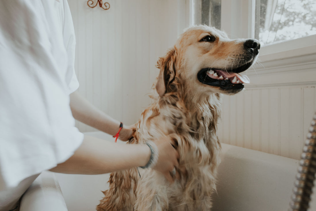 The Importance of Pet Grooming