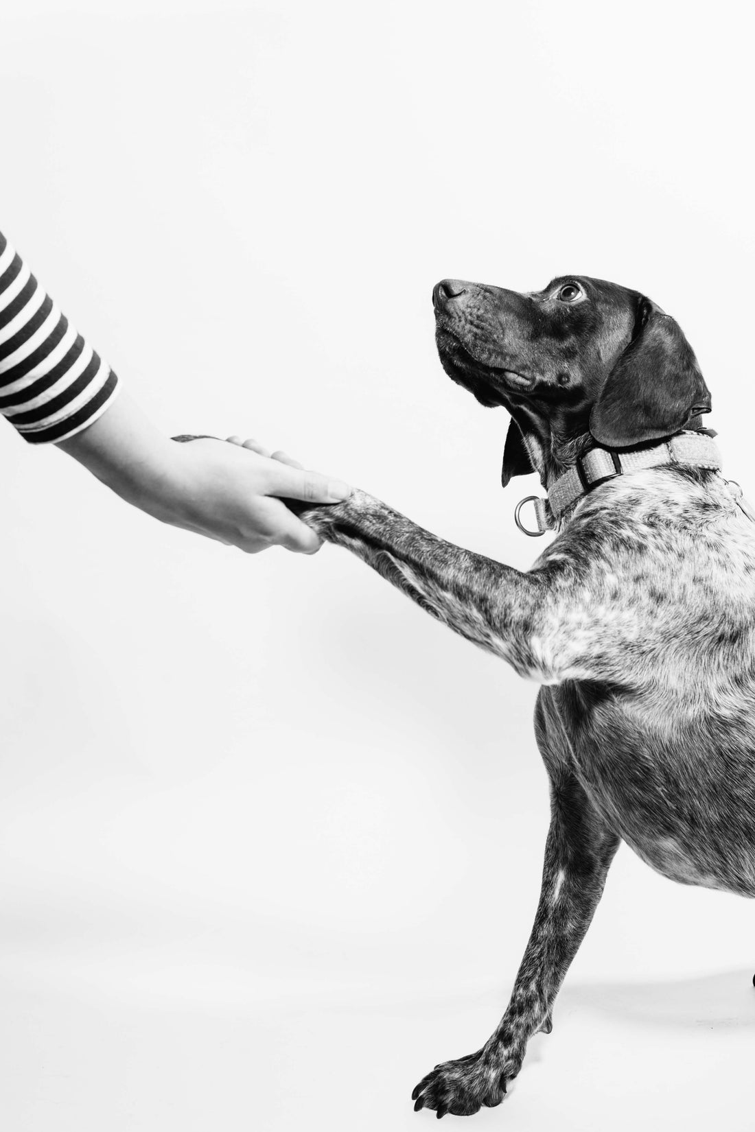 How To Find Clients As A Certified Dog Groomer