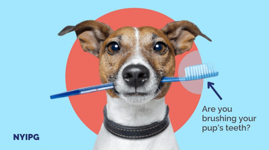 How Groomers Can Help To Maintain Pet Dental Health