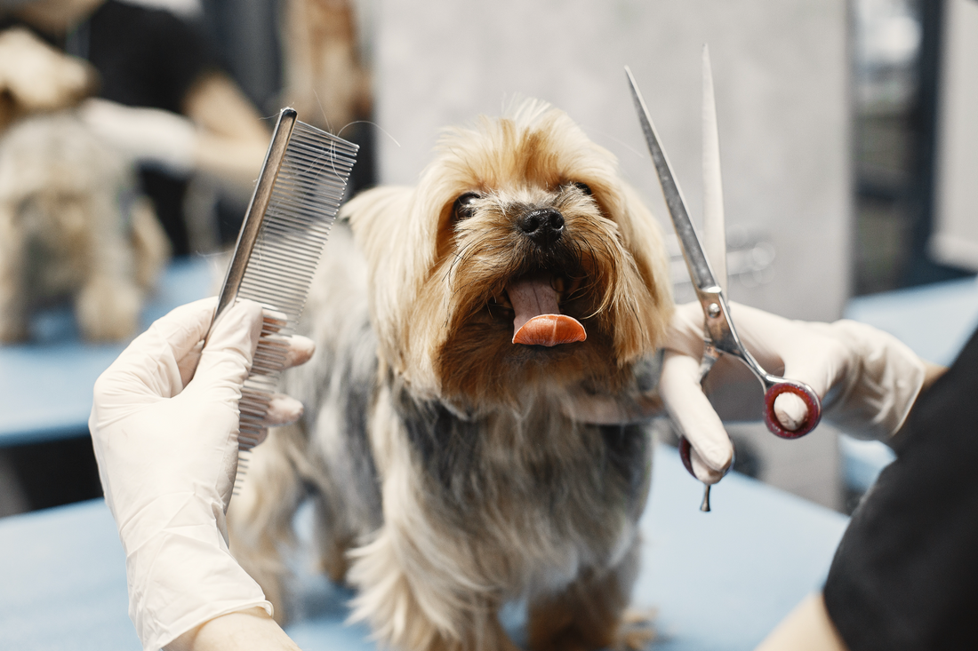 How Long Does It Take to Start a Career in Pet Grooming?