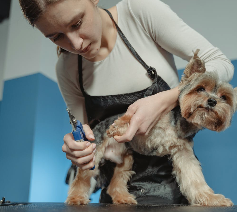 Pet Owners: Everything You Need to Know About Pet Nail Trimming