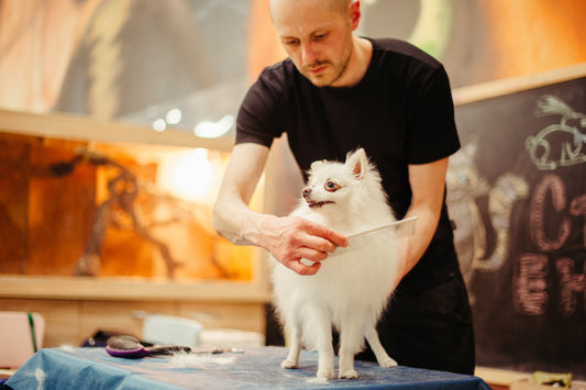 Pros and Cons of Starting a Pet Grooming Career