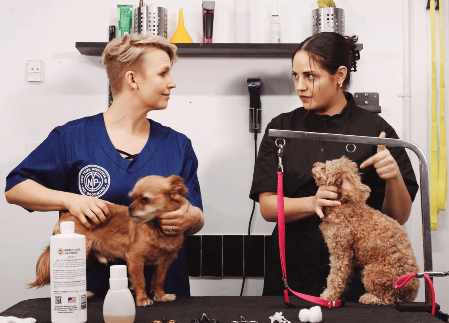 New York Institute of Pet Grooming | Online Pet Grooming Courses – NYIPG