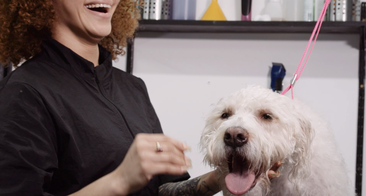 Online Master Pet Groomer Course New York Institute of Pet Grooming