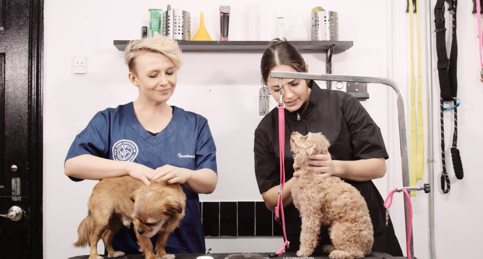 Assistant Pet Groomer Course New York Institute of Pet Grooming NYIPG